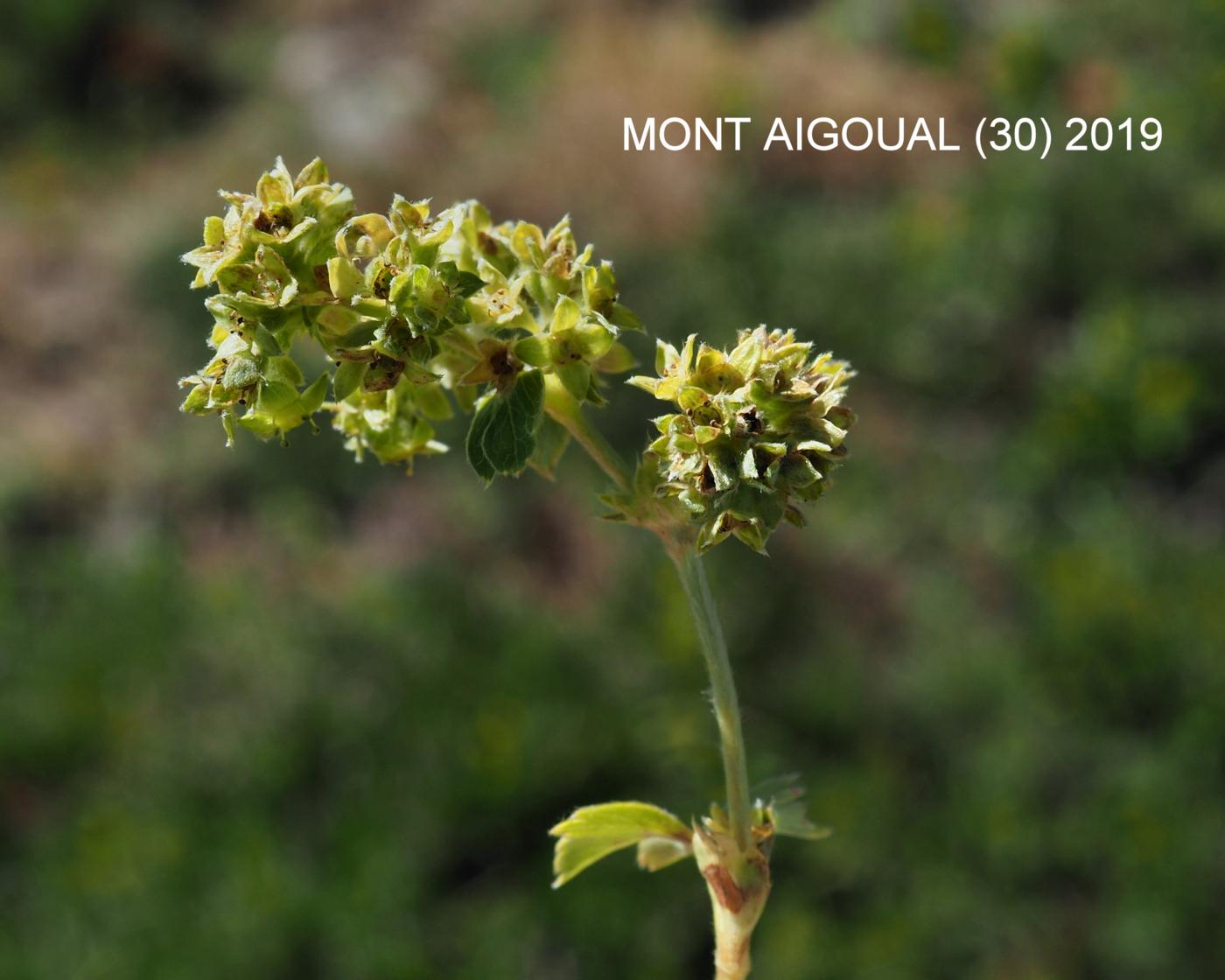 Lady's Mantle, Intermediate flower